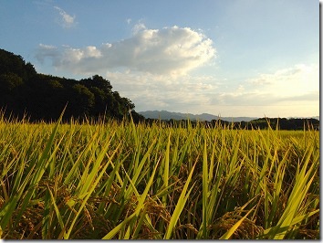 稲穂夕方